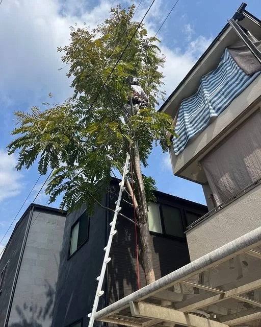  四方建物電線に囲まれた木の伐採