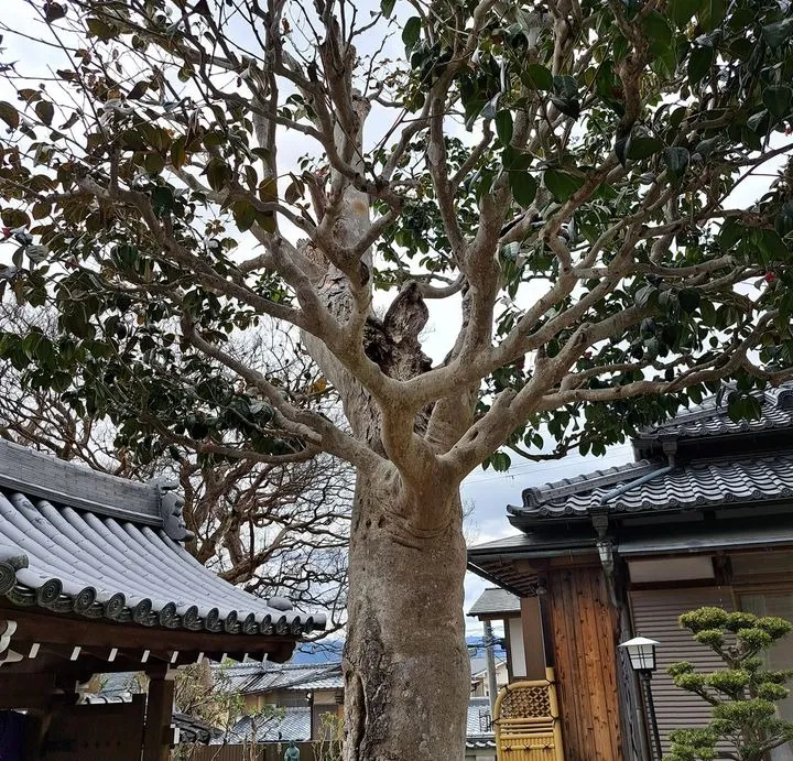 お寺さんの古い椿 (芯はウロ)