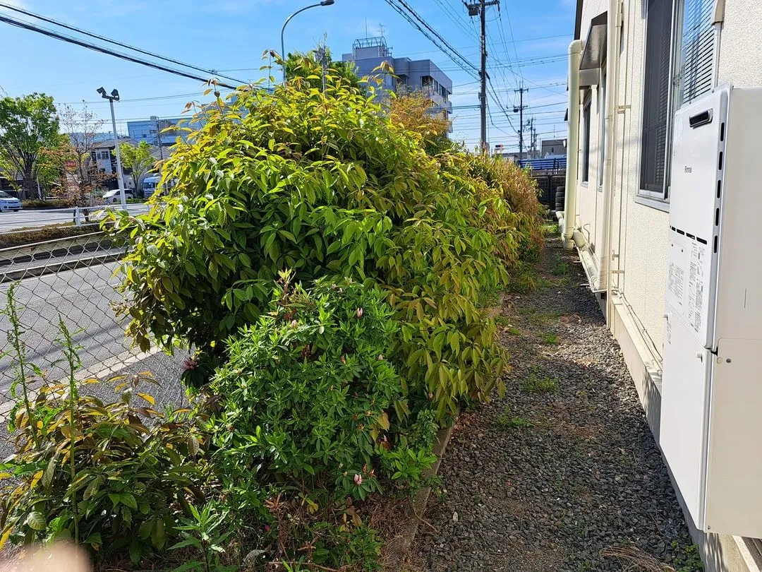 植え込み伐採除草