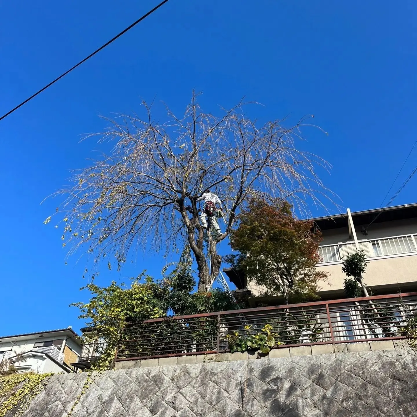 桜と楡の伐採