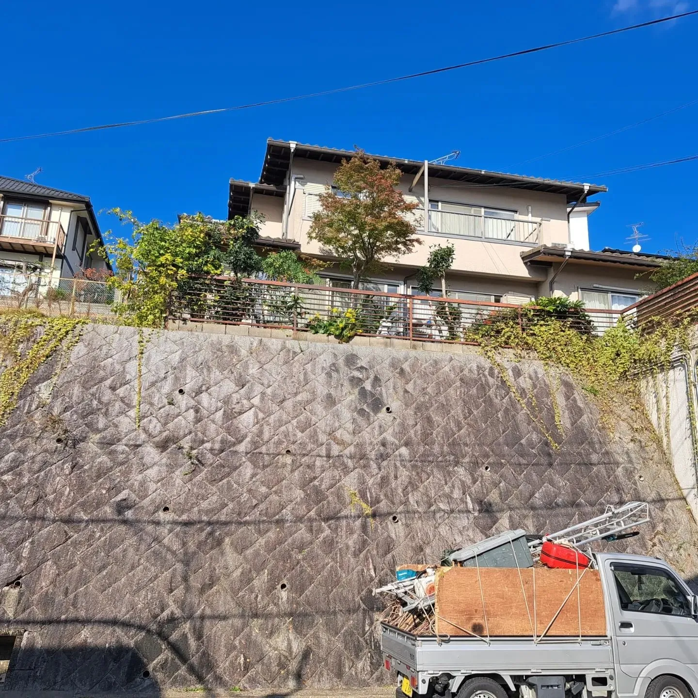 桜と楡の伐採