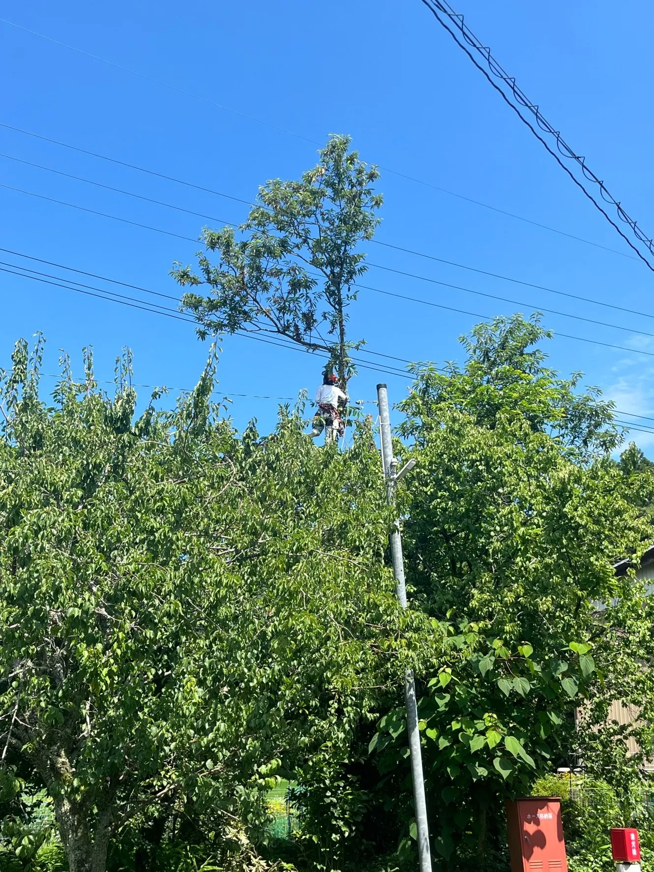 電線を越えた栗の木伐採