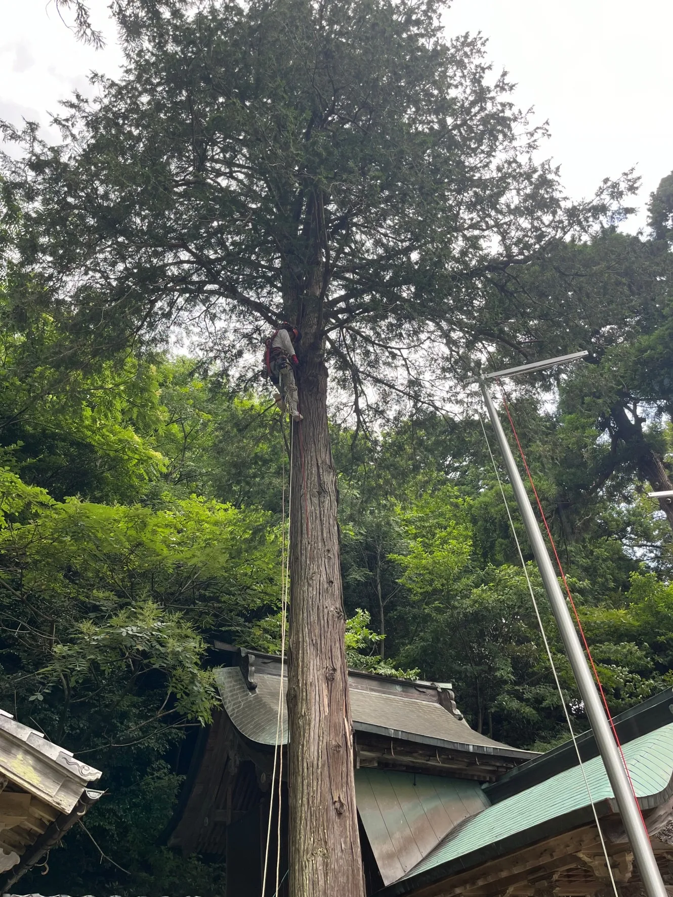 神社の杉の枝落とし