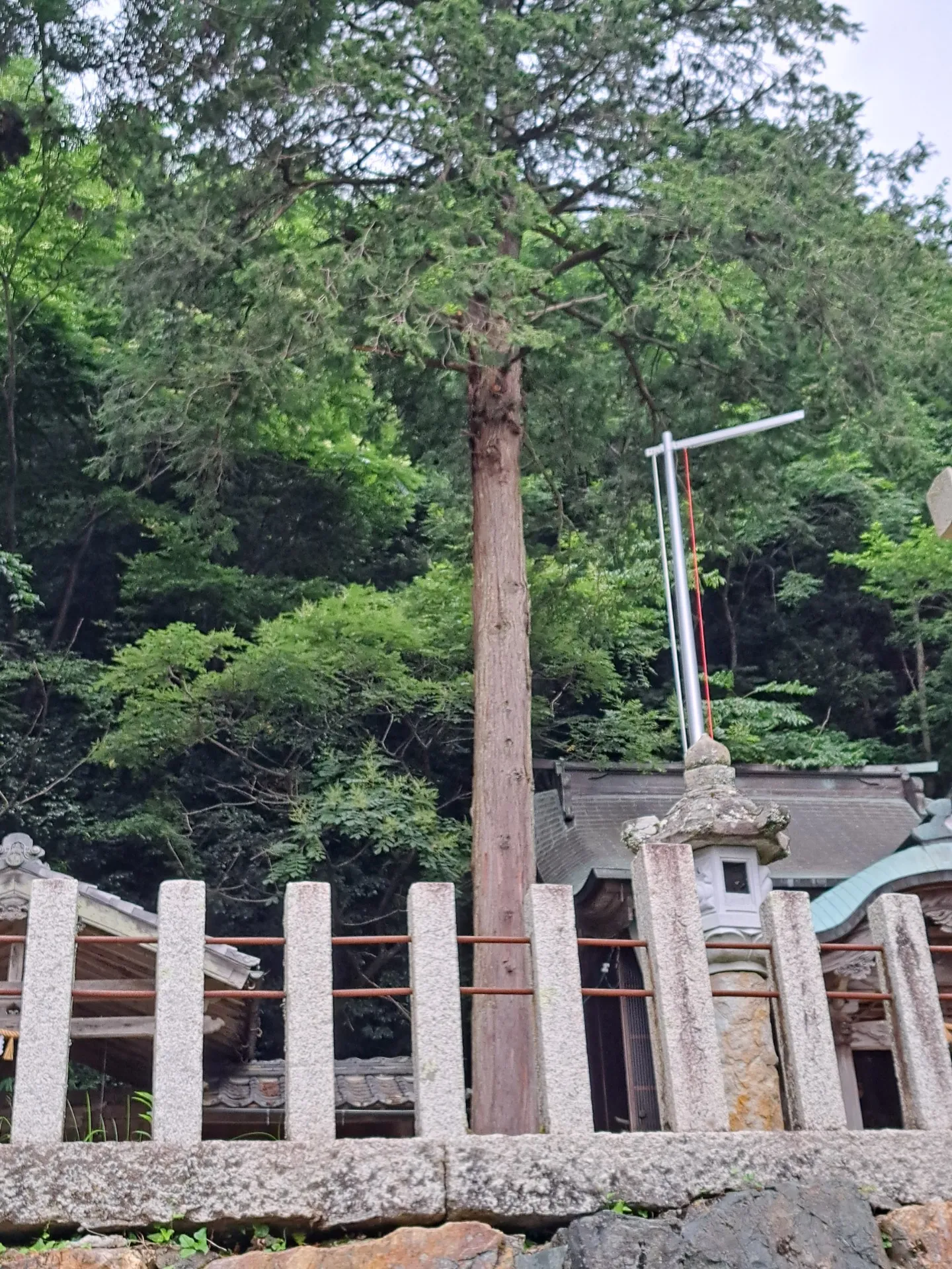 神社の杉の枝落とし