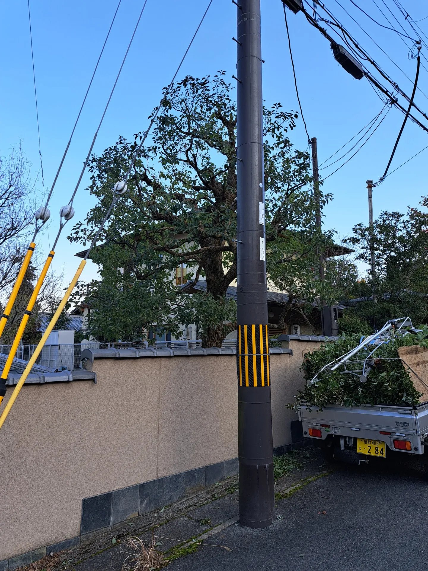 大きくなった木の剪定